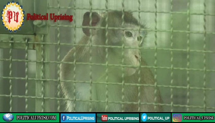 Thailand starts Covid-19 vaccine trials on monkeys