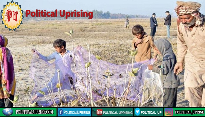 Imran Khan govt plans to use locusts to nourish crops